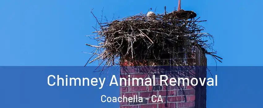 Chimney Animal Removal Coachella - CA