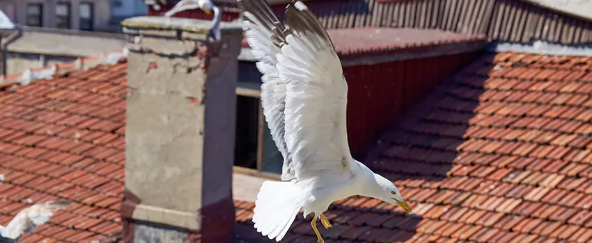 Residential Chimney Animal Removal Solution in Coachella, CA